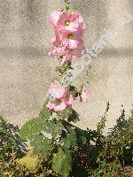 Alcea rosea L. (Althaea rosea (L.) Cav., Malva hortensis Schim.)