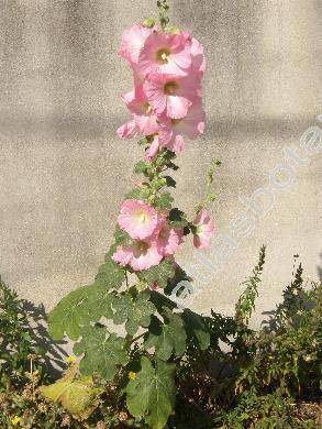 Alcea rosea L. (Althaea rosea (L.) Cav., Malva hortensis Schim.)