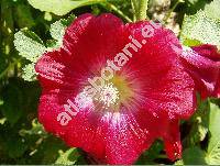 Alcea rosea L. (Althaea rosea (L.) Cav., Malva hortensis Schim.)