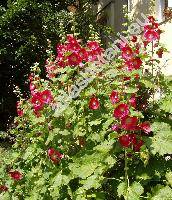 Alcea rosea L. (Althaea rosea (L.) Cav., Malva hortensis Schim.)