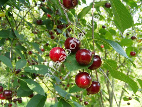 Prunus cerasus L. (Cerasus vulgaris Mill.)