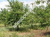 Prunus cerasus L. (Cerasus vulgaris Mill.)