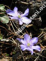 Hepatica nobilis Schreber (Hepatica triloba Gilib., Anemone hepatica L.)