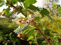 Ribes 'Josta' (Ribes divaricatum Dougl. x Ribes nigrum 'Josta')