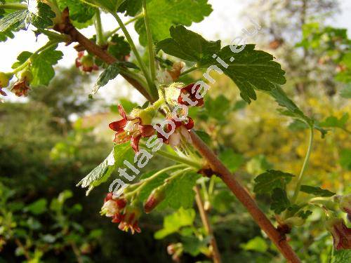 Ribes 'Josta' (Ribes divaricatum Dougl. x Ribes nigrum 'Josta')