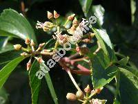 Parthenocissus quinquefolia (L.) Planchon (Parthenocissus pubescens (Schldl.) Graebner, Parthenocissus hirsuta (Pursch) Graebner, Ampelopsis quinquefolia Michx.)