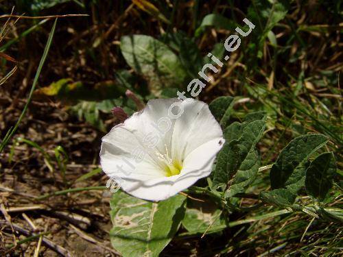 Convolvulus arvensis L.