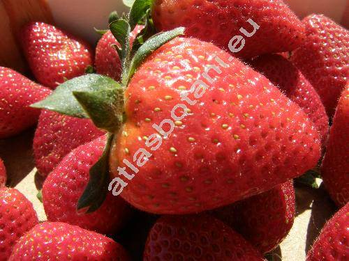 Fragaria x magna Thuill. (Fragaria grandiflora Thuill., Fragaria ananassa, Fragaria x ananassa, Fragaria chiloensis auct.)