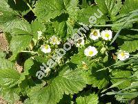 Fragaria x magna Thuill. (Fragaria grandiflora Thuill., Fragaria ananassa, Fragaria x ananassa, Fragaria chiloensis auct.)