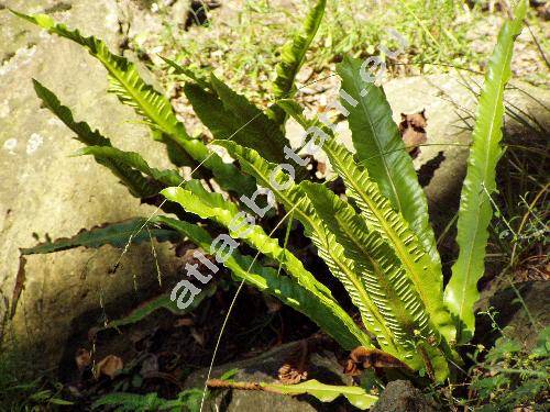 Phyllitis scolopendrium (L.) Newman (Asplenium scolopendrium L., Scolopendrium officinarum Sw.)