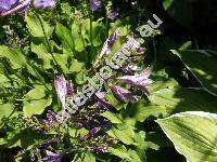 Hosta lancifolia 'Minima' (Funkie, Funkia, Hosta japonica (Thunb. ex Houtt) Voss, Hosta xlancifolia  (Thunb.) Engler)