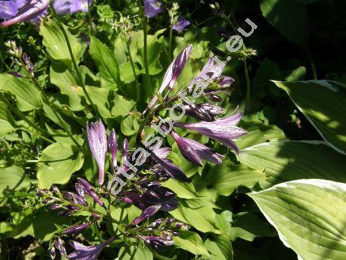 Centaurea dealbata Willd. (Psephellus dealbatus (Willd.) C. Koch)