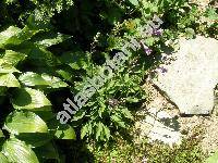 Hosta lancifolia 'Minima' (Funkie, Funkia, Hosta japonica (Thunb. ex Houtt) Voss, Hosta xlancifolia  (Thunb.) Engler)
