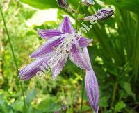 Hosta lancifolia 'Minima' (Funkie, Funkia, Hosta japonica (Thunb. ex Houtt) Voss, Hosta xlancifolia  (Thunb.) Engler)