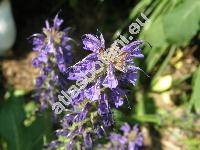 Salvia pratensis L. (Salvia rostrata Schmidt, Plethiosphace pratensis (L.) Opiz, Sclarea pratensis (L.) Mill.)