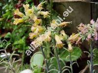 Kalanchoe tubiflora (Kalanchoë tubiflora Hamet, Kalanchoe delagoensis, Bryophyllum tubiflorum Harv.)