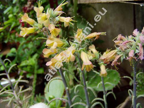 Kalanchoe tubiflora (Kalancho tubiflora Hamet, Kalanchoe delagoensis, Bryophyllum tubiflorum Harv.)