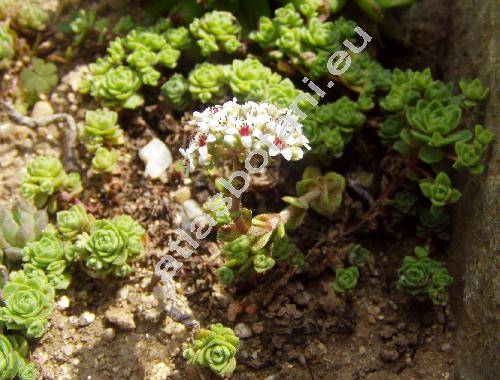 Crassula sedifolia