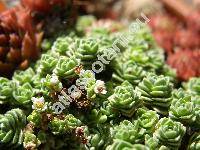 Crassula sedifolia