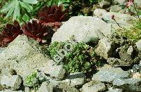 Crassula sedifolia