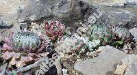 Orostachys spinosus (L.) Sweet (Orostachys spinosa (L.) Sweet, Umbilicus spinosus (L.) DC., Cotyledon spinosa L., Sedum spinosum (L.) Thunb.)