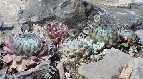 Orostachys spinosus (L.) Sweet (Orostachys spinosa (L.) Sweet, Umbilicus spinosus (L.) DC., Cotyledon spinosa L., Sedum spinosum (L.) Thunb.)