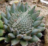 Orostachys spinosus (L.) Sweet (Orostachys spinosa (L.) Sweet, Umbilicus spinosus (L.) DC., Cotyledon spinosa L., Sedum spinosum (L.) Thunb.)