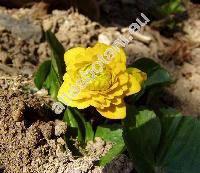 Caltha palustris L. 'Multiplex'