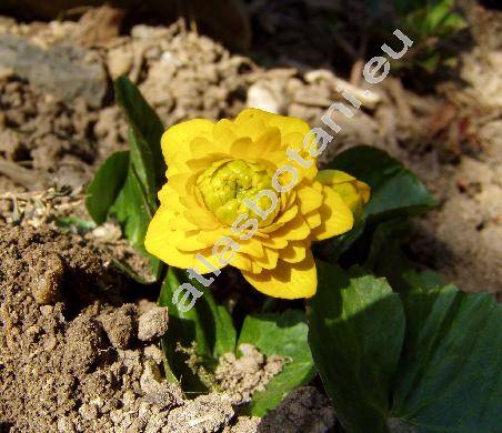 Caltha palustris L. 'Multiplex'