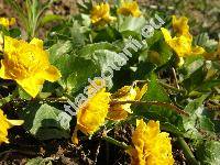 Caltha palustris L. 'Multiplex'