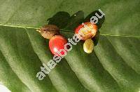 Coffea arabica L. (Coffea canephora Pierre ex Froehner, Coffea liberica Bull. ex Hiern.)