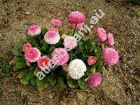 Bellis perennis L. 'Fistulosa'