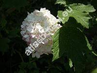 Viburnum opulus L. 'Roseum' (Viburnum lobatum Lam., Opulus glandulosus Moench)