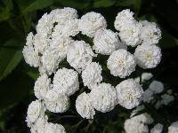 Achillea ptarmica L. 'The Pearl' (Ptarmica vulgaris Hill)