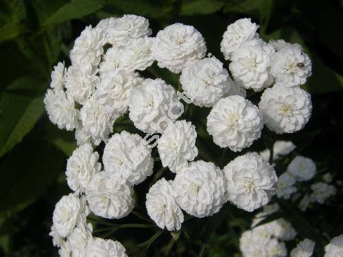 Achillea ptarmica L. 'The Pearl' (Ptarmica vulgaris Hill)