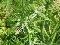 Achillea ptarmica L. 'The Pearl' (Ptarmica vulgaris Hill)