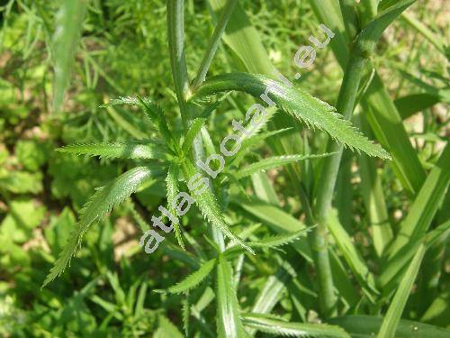 Campanula latifolia L. (Tracheliopsis latifolia (L.) Opiz)