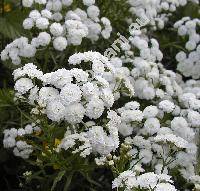 Achillea ptarmica L. 'The Pearl' (Ptarmica vulgaris Hill)