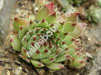 Sempervivum calcareum