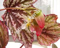 Begonia rex (Begonia rex Putz.)