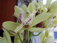 Cymbidium