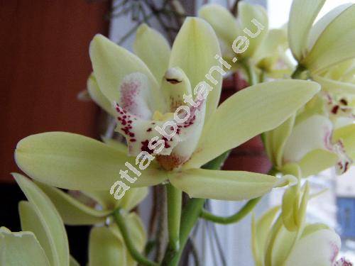 Cymbidium