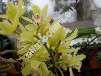 Cymbidium