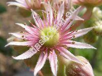 Sempervivum sp.