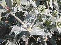 Eryngium maritimum L.