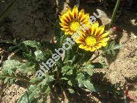 Gazania x splendens (Gazania x splendens hort.)
