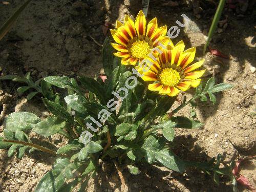 Gazania x splendens (Gazania x splendens hort.)