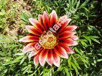 Gazania x splendens (Gazania x splendens hort.)