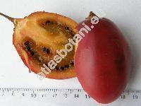 Cyphomandra betacea (Cav.) Sendtn. (Solanum betaceum Cav.)