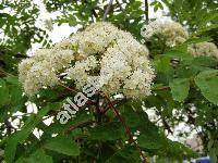 Sorbus aucuparia L. (Mespilus aucuparia (L.) Scop.)